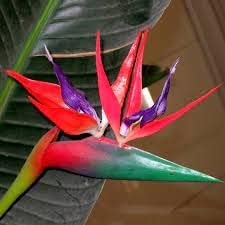 Violet Red Strelitzia Flower Seeds for Planting - 100 Pcs pcs