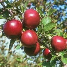 Red Apple Fruit Seeds for Planting - Classic Orchard Fruits