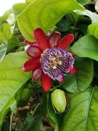 Riesengranadilla Flower Seeds for Planting â€“ NON GMO Seeds