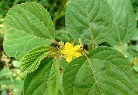 Corchorus Flower Seeds for Planting - 100 pcs