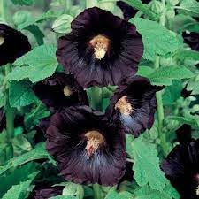 Organic Hollyhock Flower Seeds for Planting – Heirloom, Non-GMO