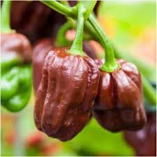 Habanero Pepper Seeds for Planting - 100 Pcs pcs