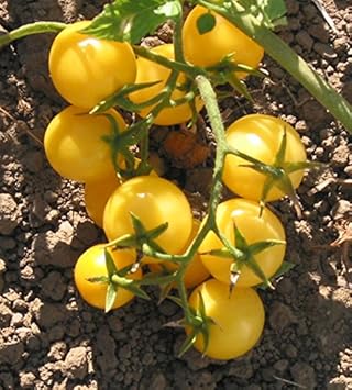 Yellow Cherry Tomato Vegetable Seeds for Planting – Non-GMO, Heirloom Vegetable Seeds