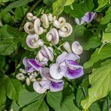 Vigna Caracalla Flower Seeds for Planting â€“ NON GMO Seeds