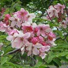Javanica Flower Seeds for Planting - NON GMO Seeds