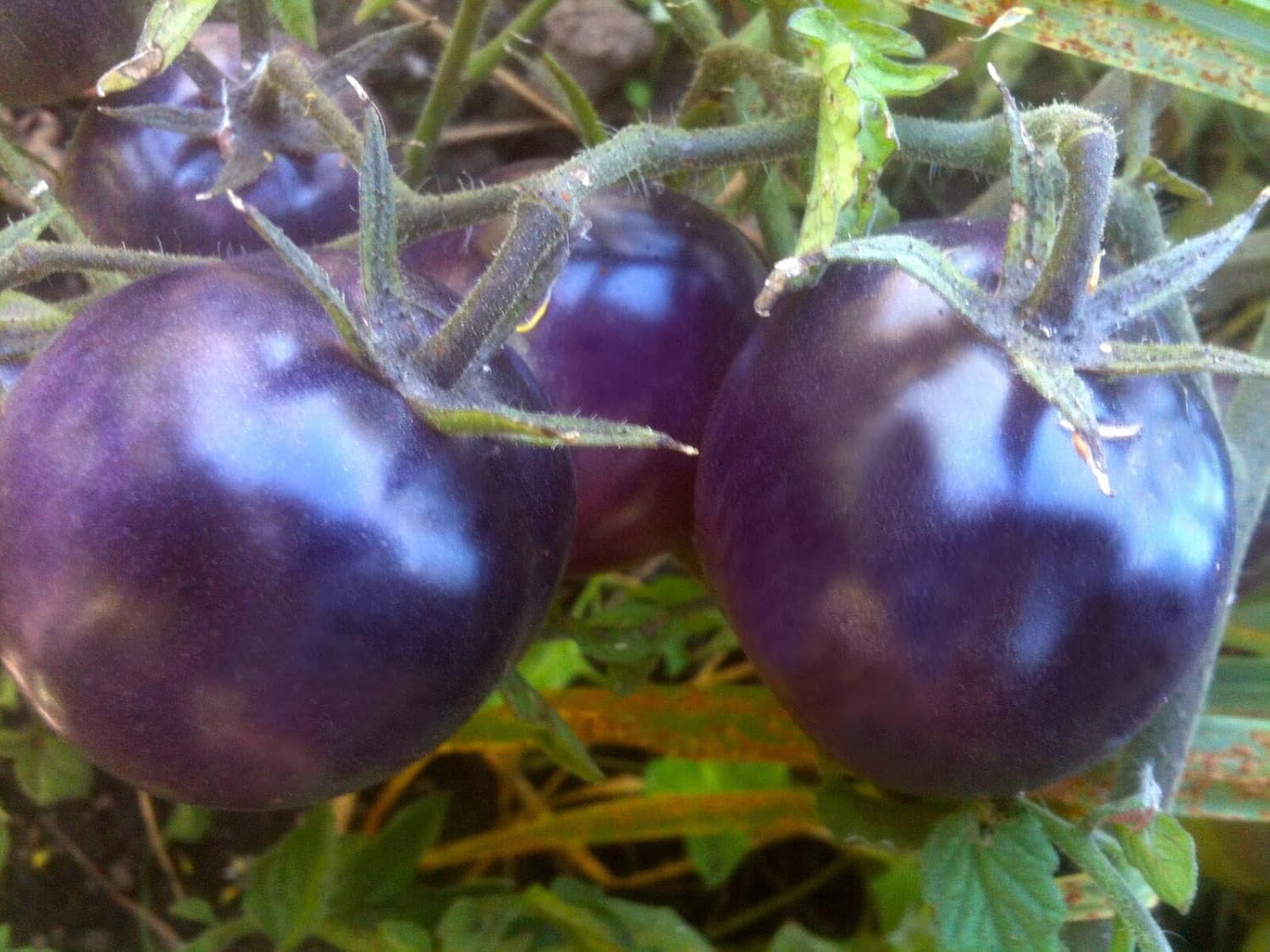 Tomato Seeds for Planting - Blue Variety - heirloom & Non GMO Seeds