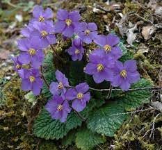 Ramonda Myconi Flower Seeds for Planting - 100 pcs