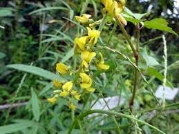 Corchorus Flower Seeds for Planting - 100 pcs