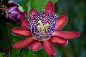 Passiflora Alata Flower Seeds for Planting- NON GMO Seeds
