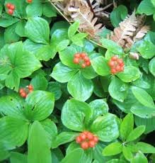 Bunchberry Fruit Seeds for Planting- Unique, Non-GMO Berry for Cold-Climate Gardens