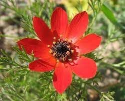 Adonis Flower Seeds for Garden Planting - 100 pcs