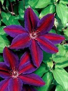 Red Purple Clematis Flower Seeds – Heirloom Non-GMO Vining Blooms for Garden Planting