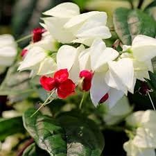Bleeding Heart Flower Seeds for Planting - NON GMO Seeds