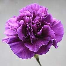Carnation Flower Seeds for Planting, Heirloom, Non-GMO, 100 pcs for planting in home garden
