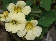 Light Yellow Nasturtium Flower Seeds for Planting - NON GMO Seeds