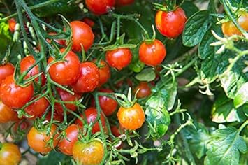 Cherry Tomato Seeds for Planting - 100 Pcs pcs