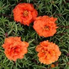 Portulaca Moss Flower Seeds for Planting 100 pcs