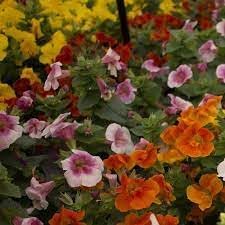 Mimulus Luteus Flower Seeds for Planting - 100 pcs