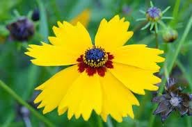 Heirloom Coreopsis Basalis Flower Seeds for Garden Planting, Non-GMO, Golden Blooms for Wildflower Beds for planting in home garden