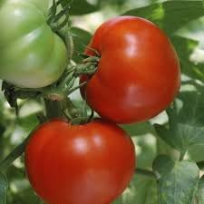 Burbank Tomato Seeds for Planting, 100 Pcs pcs