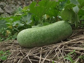 Benincasa Wax Gourd Benincasa hispida seeds for planting in vegetable patch
