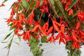 Boliviensis Flower Seeds for Planting - NON GMO Seeds