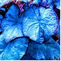 Caladium Sky Blue Flower Seeds for Planting NON GMO Seeds