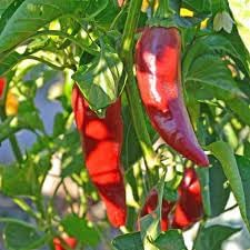 Basque Vegetable Seeds for Planting - 100 Pcs pcs