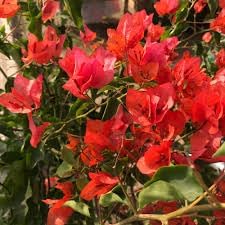 Bougainvillea Flower Seeds for Garden Planting - NON GMO Seeds
