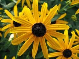 Heirloom Fulgida Flower Seeds for Garden Planting, Non-GMO, Black-Eyed Susan Blooms for Seasonal Color for planting in home garden