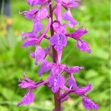 Mascula Flower Seeds for Planting, 100 pcs for planting in your garden.