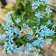 Tweedia Flower Planting Seeds for Garden NON GMO Seeds