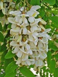 Robinia Plant Seeds for Planting - 100 pcs