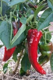 Giant Pepper Seeds for Planting - 100 Pcs pcs