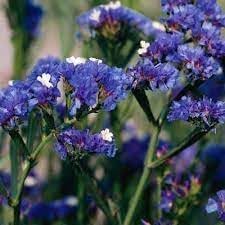 Statice Pale Blue Flower Seeds for Planting - NON GMO Seeds