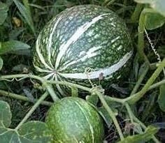 Green Cucurbita Pepo Ficifolia Seeds for Planting, heirloom & Non-GMO Seeds