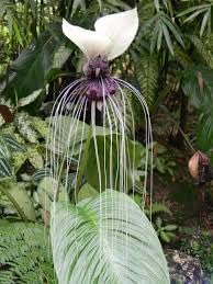 Tacca Nivea Bat Flower Seeds – Heirloom Non-GMO Seeds for Rare and Exotic Garden Planting