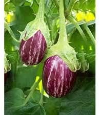 Eggplant Vegetable Seeds for Planting – Purple Variety 100 Pcs pcs