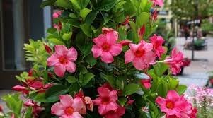 Heirloom Non-GMO Perennial Flower Seeds for Planting for planting in home garden