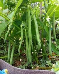 Vigna Seeds for Home Garden, 100 Pcs pcs