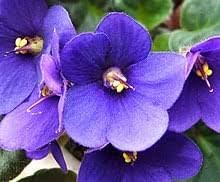 Saintpaulia Seeds for Planting – Organic, Heirloom, Non-GMO Flower Seeds