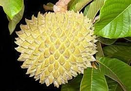Annona Purpurea Fruit Seed Pack for Exotic Fruit Growth 100 Pcs pcs