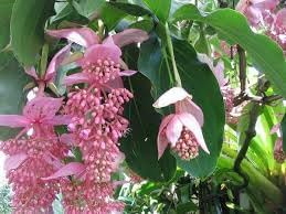 Medinilla Magnifica Flower Seeds for Planting - NON GMO Seeds