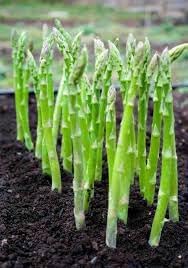 Asparagus Seeds for Gardening, 100 Pcs pcs
