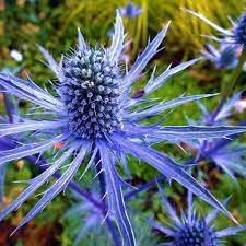 Eryngium Plant Seeds for Garden - NON GMO Seeds