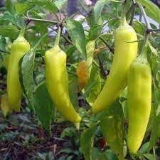 Banana Pepper Seeds for Planting, 100 Pcs pcs