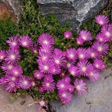Delosperma Flower Seeds for Planting - 100 Pcs pcs