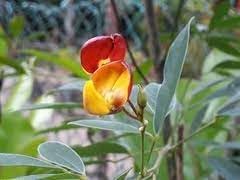 Cajanus Flower Seeds for Planting- NON GMO Seeds