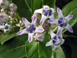 Gigantea Flower Seeds for Planting - 100 pcs