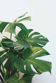 Boho Plant Seeds for Planting - 100 Pcs pcs